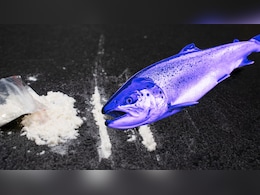 कोकीन चाटने वाली मछलियां दोगुना दूरी तक तैरती हैं! समझें नई स्टडी का यह खुलासा डरावना क्यों है