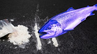 कोकीन चाटने वाली मछलियां दोगुना दूरी तक तैरती हैं! समझें नई स्टडी का यह खुलासा डरावना क्यों है