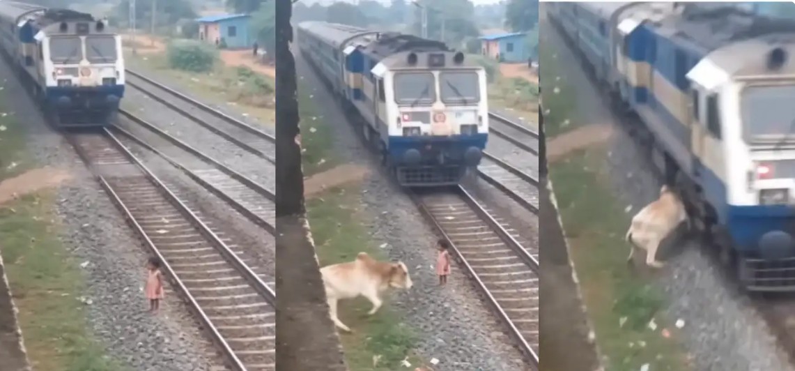 इंसानी जज्बात या AI का 'मायाजाल'? रेलवे ट्रैक पर गाय के इस वायरल रेस्क्यू ने पूरी दुनिया को किया कन्फ्यूज!