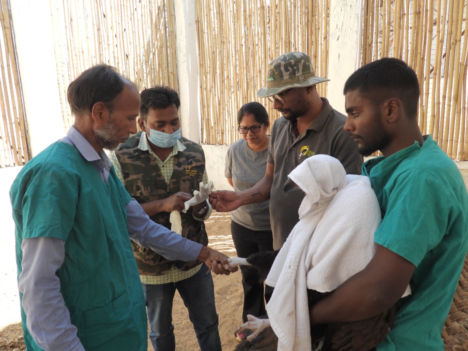 bhopal vulture reaches pakistan from halali dam gps tracking wwf india news