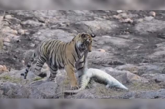 मगरमच्छ को जबड़ों में पकड़कर चट्टानों पर खींचा मगरमच्छ को जबड़ों में पकड़कर चट्टानों पर खींचा