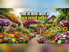 तपती गर्मी में भी ये 5 पौधे आपकी घर की बालकनी को रखेंगे ठंडा!