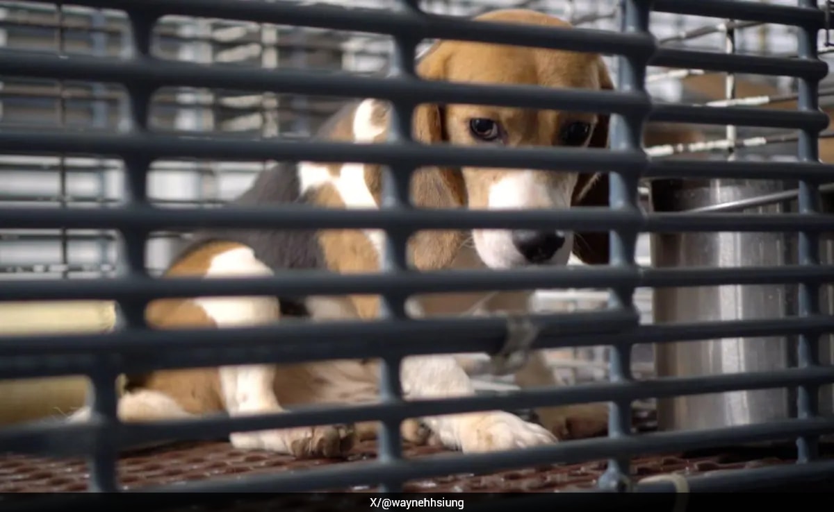 US Animal Welfare Activists Seek Beagles' Release, Protest At Governor's Office