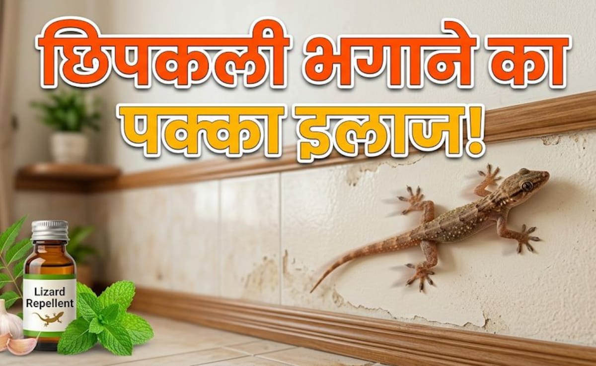 घर में लगाएं ये पौधा, यूं भागेंगी सारी छिपकलियां!