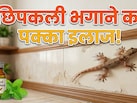 घर में लगाएं ये पौधा, यूं भागेंगी सारी छिपकलियां!
