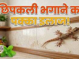 घर में लगाएं ये पौधा, यूं भागेंगी सारी छिपकलियां!