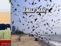 इस शख्स के एक इशारे पर लग जाता है चीलों का मेला, 'ईगल मैन' का VIRAL VIDEO देख आपकी आंखें भी खुली रह जाएंगी