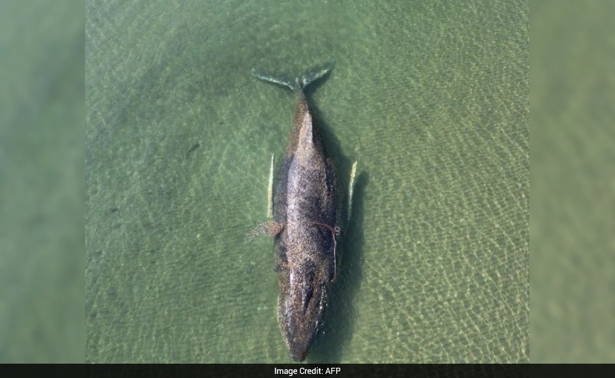 'The Animal Will Die Here': Rescuers Give Up On Humpback Whale Stranded In Baltic Sea