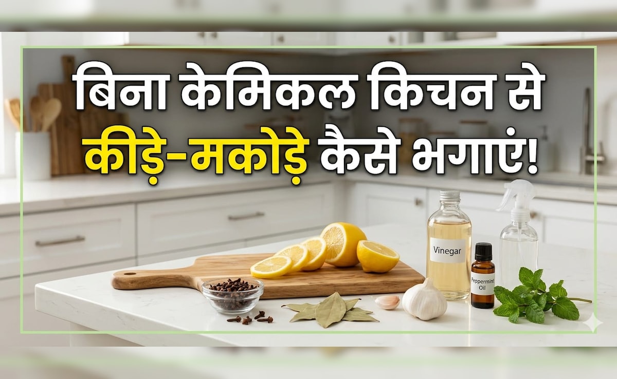 किचन से कीड़े-मकोड़े भगाने के लिए, केमिकल वाले स्प्रे नहीं, अपनाएं ये घरेलू उपाय, मिनटों में गायब होंगे Insect