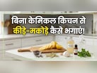 किचन से कीड़े-मकोड़े भगाने के लिए, केमिकल वाले स्प्रे नहीं, अपनाएं ये घरेलू उपाय, मिनटों में गायब होंगे Insect