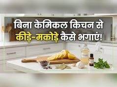 किचन से कीड़े-मकोड़े भगाने के लिए, केमिकल वाले स्प्रे नहीं, अपनाएं ये घरेलू उपाय, मिनटों में गायब होंगे Insect