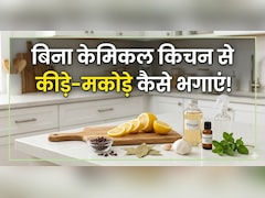 किचन से कीड़े-मकोड़े भगाने के लिए, केमिकल वाले स्प्रे नहीं, अपनाएं ये घरेलू उपाय, मिनटों में गायब होंगे Insect