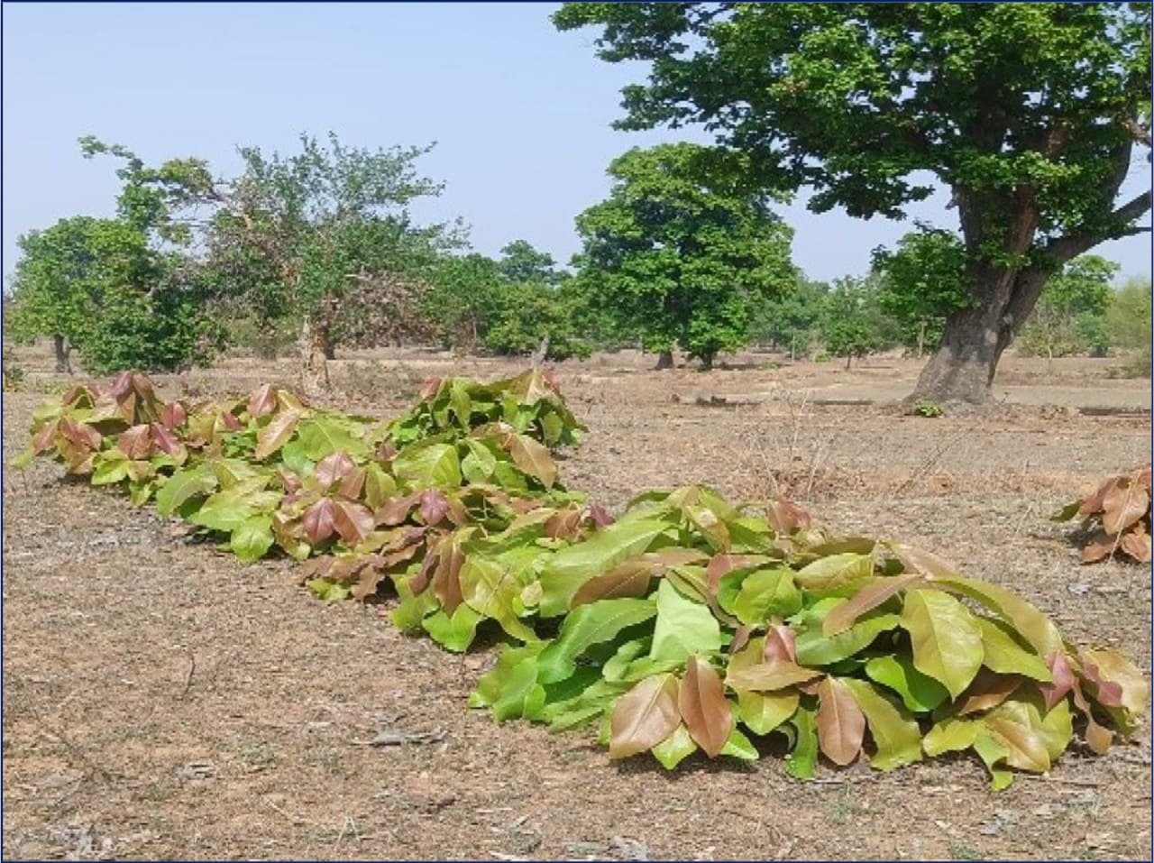 Tendupatta Sangrahak Chhattisgarh: तेंदूपत्ता संग्रहण