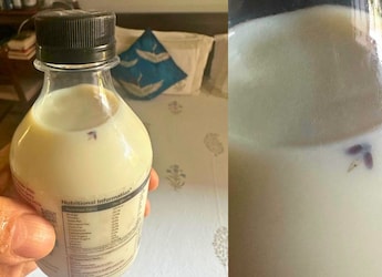 Author Finds Insect In Provilac High-Protein Milk Bottle, Founder Responds