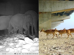 Green Corridor On Delhi-Dehradun Expressway Ensures Safe Wildlife Transit