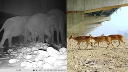 Green Corridor On Delhi-Dehradun Expressway Ensures Safe Wildlife Transit