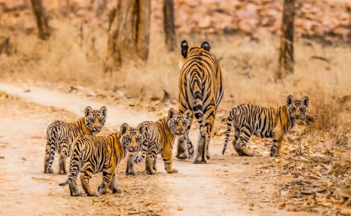 Latest and Breaking News on NDTV