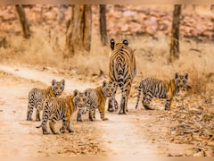 मध्यप्रदेश में बाघों पर संकट: 54 मौतों के बाद जागा प्रशासन, अब 'जंगल कमांडो' के भरोसे बचेगी साख