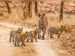 मध्यप्रदेश में बाघों पर संकट: 54 मौतों के बाद जागा प्रशासन, अब 'जंगल कमांडो' के भरोसे बचेगी साख