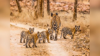 मध्यप्रदेश में बाघों पर संकट: 54 मौतों के बाद जागा प्रशासन, अब 'जंगल कमांडो' के भरोसे बचेगी साख