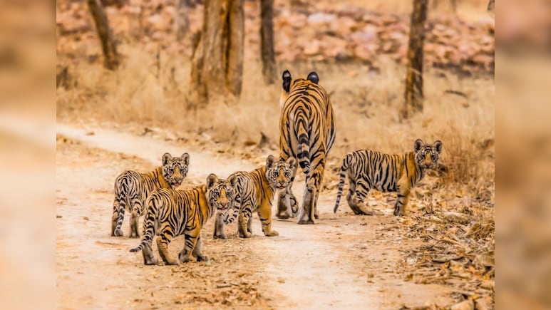 मध्यप्रदेश में बाघों पर संकट: 54 मौतों के बाद जागा प्रशासन, अब 'जंगल कमांडो' के भरोसे बचेगी साख