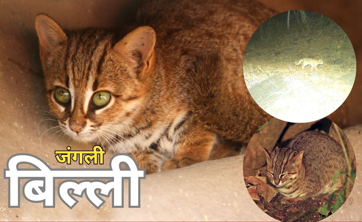 पहली बार&nbsp;मध्य प्रदेश के टाइगर रिजर्व में देखी गई दुनिया की सबसे छोटी जंगली बिल्ली, देखें तस्वीर