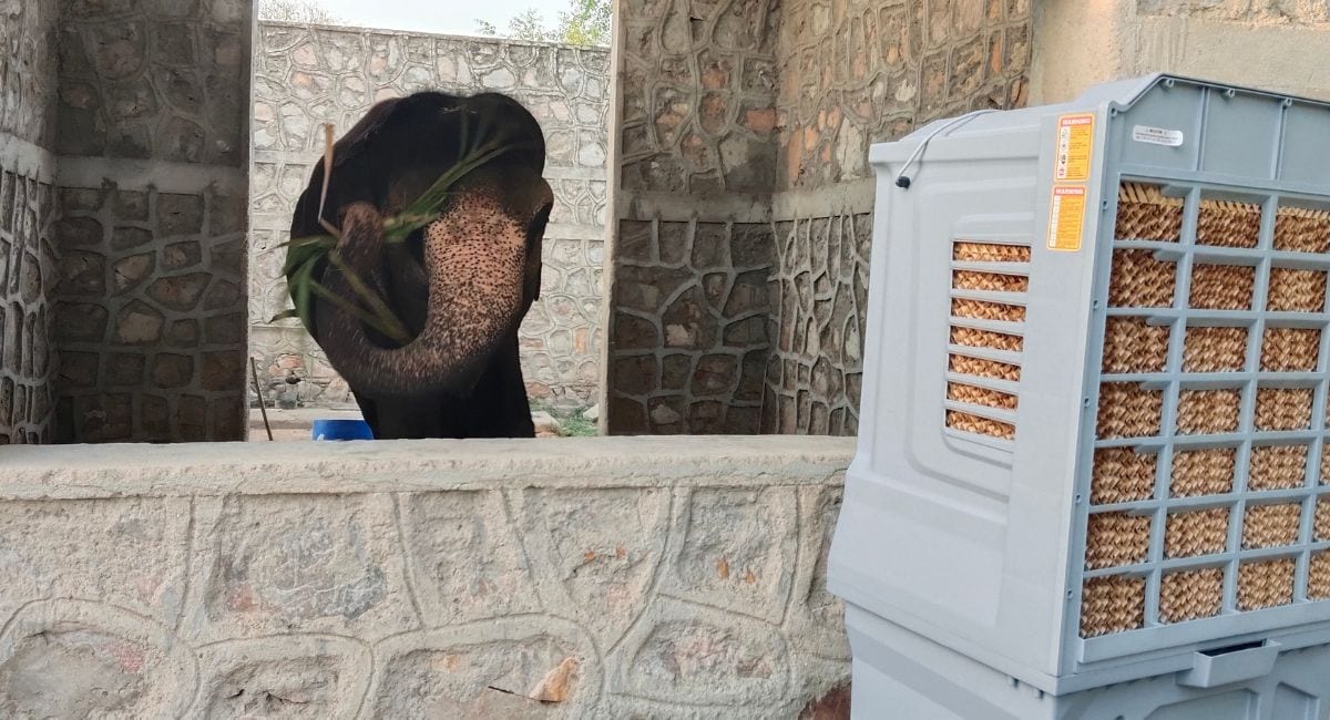 हाथियों के लिए कूलर लगाया गया है.