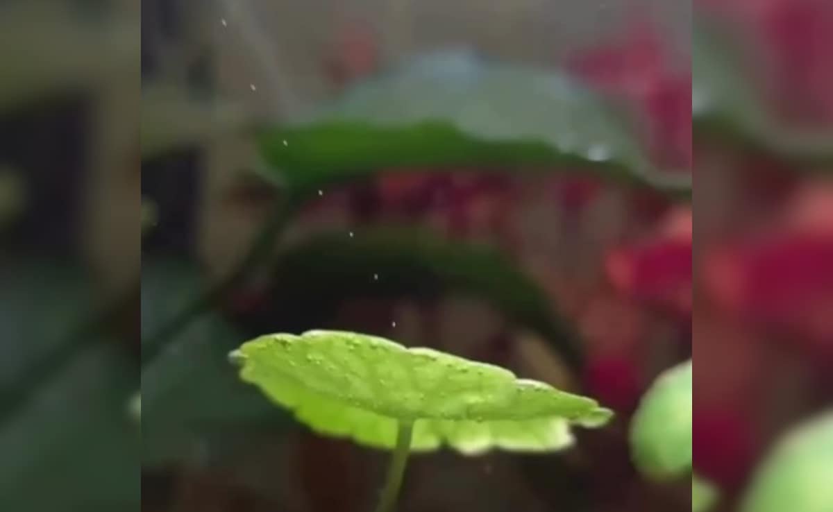 The Art of Baking: From Classic Bread to Artisan Pastries