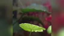 Viral Video: Aquatic Plants Reveal The Invisible Process That Keeps Our Planet Alive