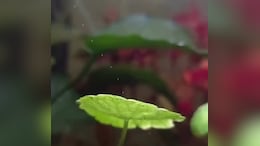 Viral Video: Aquatic Plants Reveal The Invisible Process That Keeps Our Planet Alive