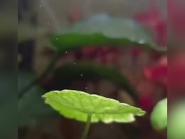 Viral Video: Aquatic Plants Reveal The Invisible Process That Keeps Our Planet Alive