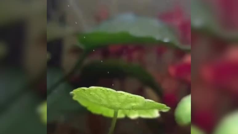 Viral Video: Aquatic Plants Reveal The Invisible Process That Keeps Our Planet Alive