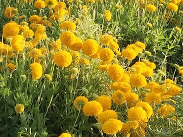 Rajasthan: गंगानगरी गुलाब ने बदली किसानों की किस्मत, पारंपरिक खेती को भूलकर फूलों से सालाना कामा रहे लाखों का मुनाफा