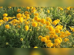 Rajasthan: गंगानगरी गुलाब ने बदली किसानों की किस्मत, पारंपरिक खेती को भूलकर फूलों से सालाना कामा रहे लाखों का मुनाफा