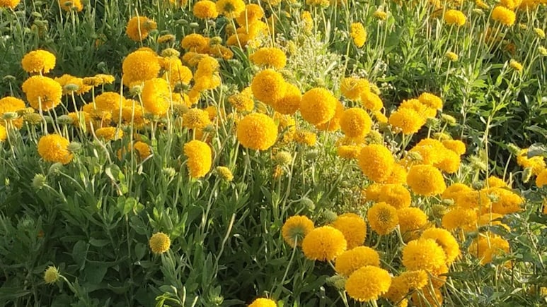 Rajasthan: गंगानगरी गुलाब ने बदली किसानों की किस्मत, पारंपरिक खेती को भूलकर फूलों से सालाना कामा रहे लाखों का मुनाफा