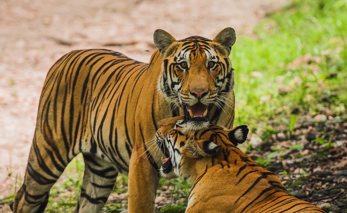 As Tiger Deaths Mount In Madhya Pradesh, Satpura Seeks A New Protection Force