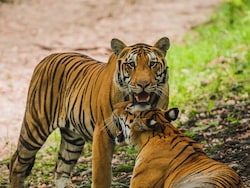 As Tiger Deaths Mount In Madhya Pradesh, Satpura Seeks A New Protection Force