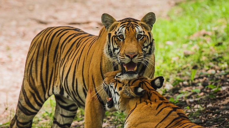 As Tiger Deaths Mount In Madhya Pradesh, Satpura Seeks A New Protection Force