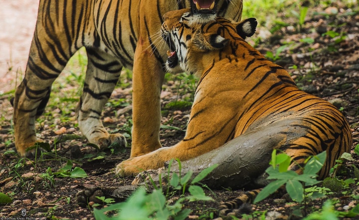 88 Tiger Deaths Unresolved Since 2020, Multiple Unexplained, Reveals RTI