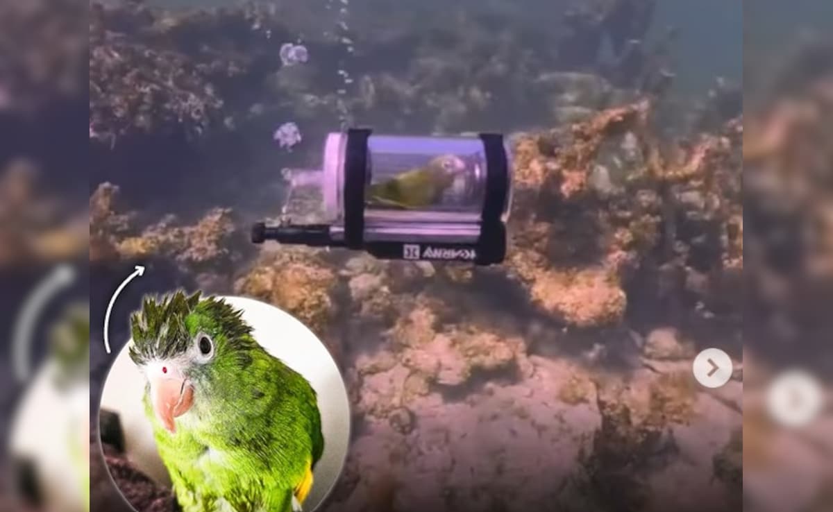 'जलपरी' बना तोता! पंख फैलाकर समंदर की कर रहा है सैर, यकीन नहीं होता देख लो VIDEO