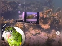 'जलपरी' बना तोता! पंख फैलाकर समंदर की कर रहा है सैर, यकीन नहीं होता देख लो VIDEO