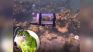 'जलपरी' बना तोता! पंख फैलाकर समंदर की कर रहा है सैर, यकीन नहीं होता देख लो VIDEO