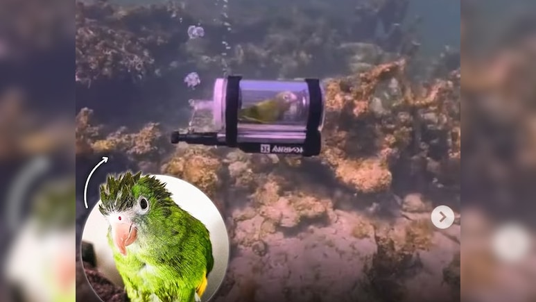 'जलपरी' बना तोता! पंख फैलाकर समंदर की कर रहा है सैर, यकीन नहीं होता देख लो VIDEO