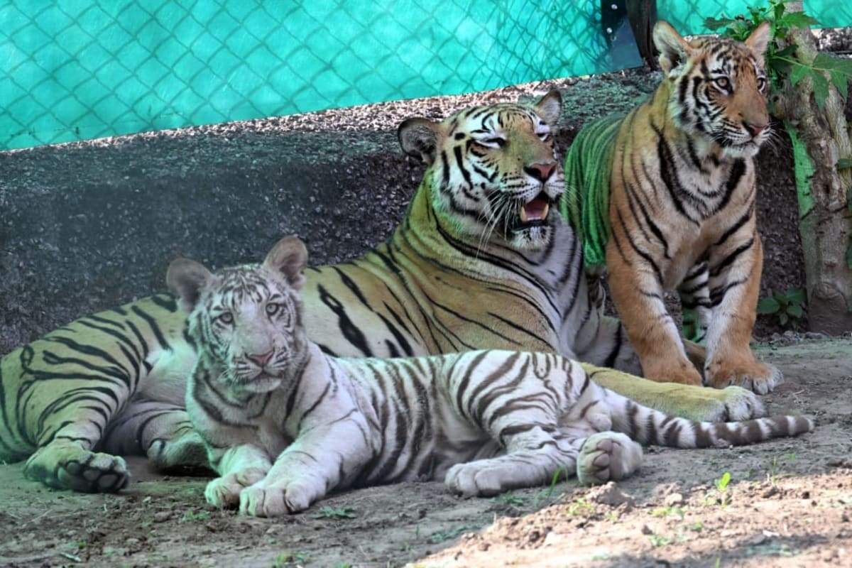 व्हाइट टाइगर विजय मां रानी के साथ.