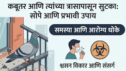 Pigeon Repellent Ideas: तुमच्याही बाल्कनी, खिडकीवर कबूतर करतायेत घाण; समस्या दूर करण्यासाठी फॉलो करा 9 टिप्स
