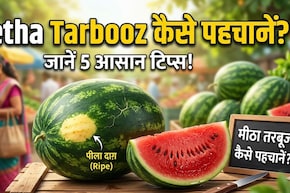 कैसे पता करें कि तरबूज मीठा है या नहीं? खरीदते समय करना होगा ये काम, 5 सेकंड में चल जाएगा पता!