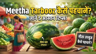 कैसे पता करें कि तरबूज मीठा है या नहीं? खरीदते समय करना होगा ये काम, 5 सेकंड में चल जाएगा पता!