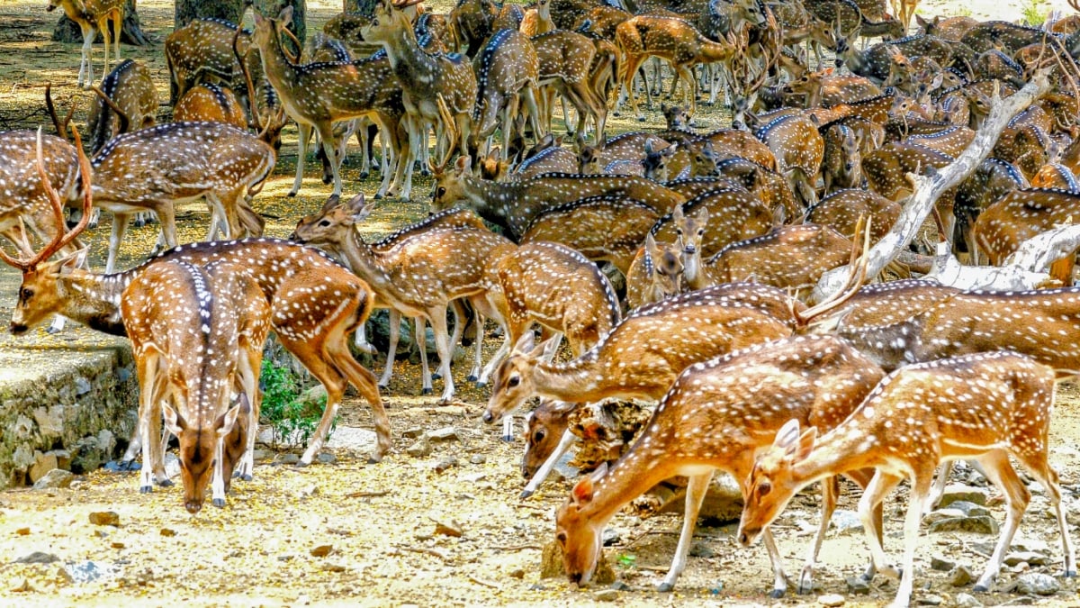 Latest and Breaking News on NDTV