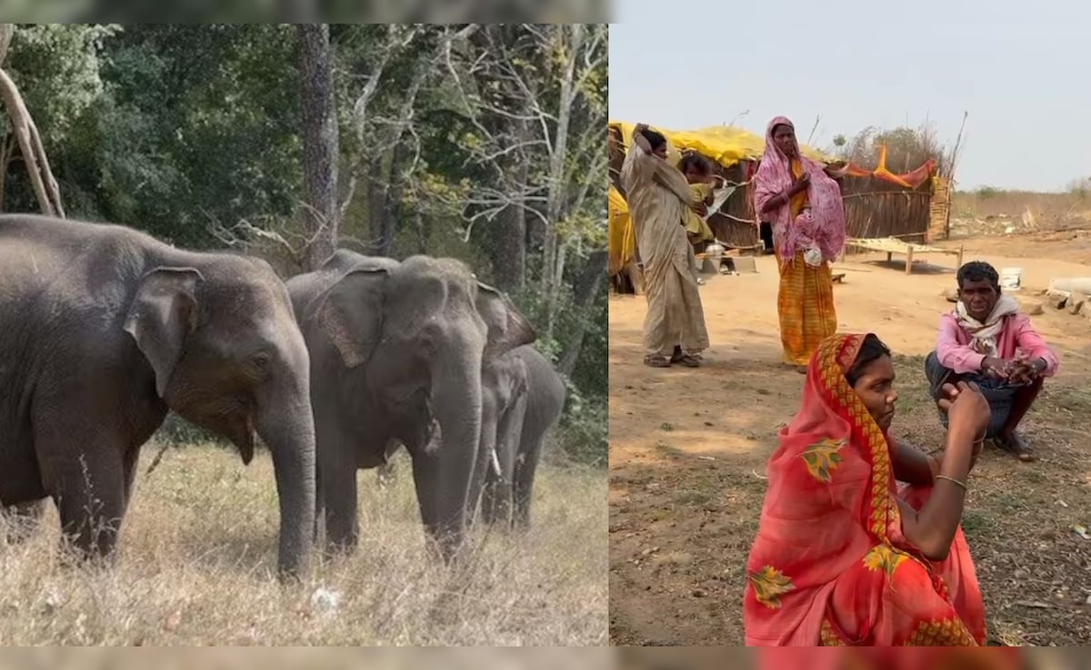 जंगली हाथियों के डर से 17 परिवारों ने छोड़ा घर, झोपड़ी में रहने को मजबूर, भीषण गर्मी-लू से भी बेहाल