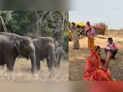 जंगली हाथियों के डर से 17 परिवारों ने छोड़ा घर, झोपड़ी में रहने को मजबूर, भीषण गर्मी-लू से भी बेहाल